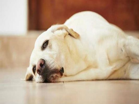 Chó gặp vấn đề sảy thai có nguy cơ cao mắc bệnh viêm tử cung ở chó