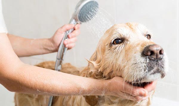 Vệ sinh cơ thể, lau rửa âm đạo hàng ngày cho chó cưng