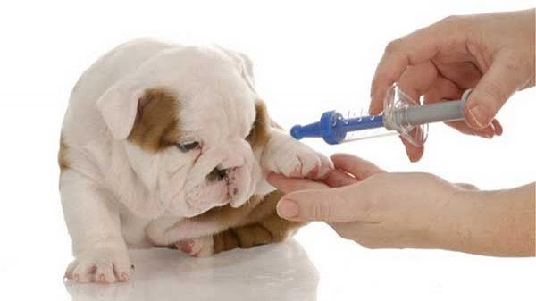Tùy từng phòng khám mà giá tiêm vacxin 7 bệnh cho chó khác nhau