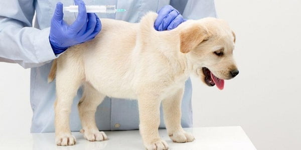 Lưu ý lịch trình tiêm Tại sao phải tiêm vacxin cho chó