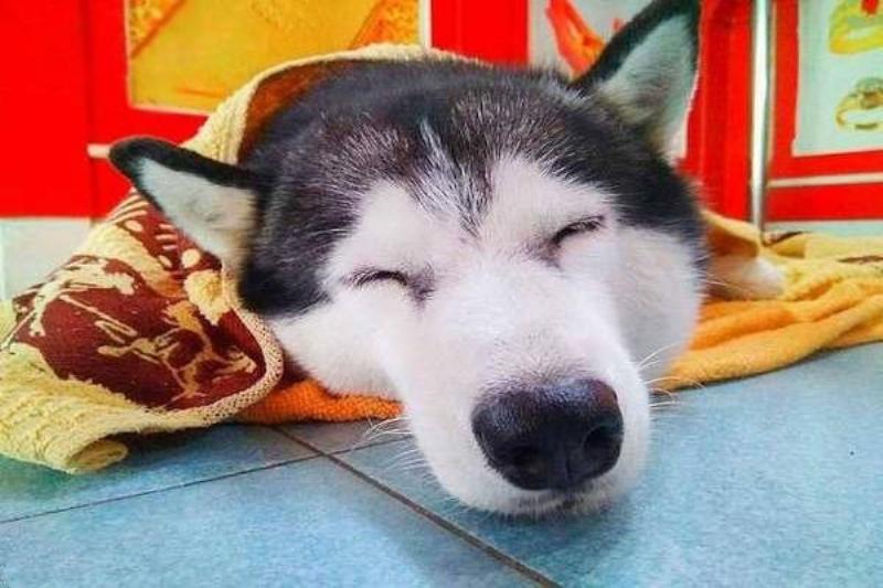 Chó ngáo ngủ say sưa