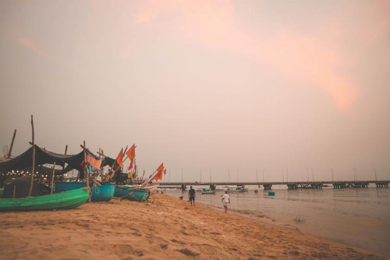 Chó ngáo nhìn lên trời đầy suy tư