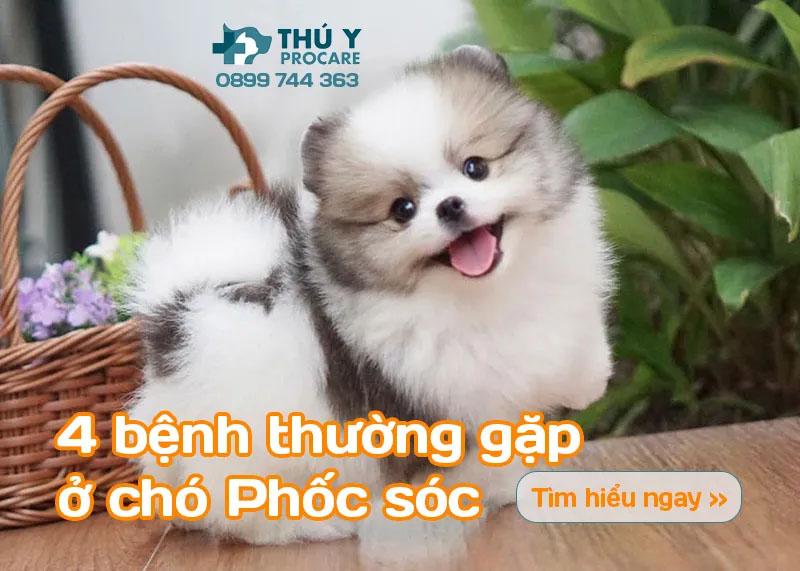 Bệnh Thường Gặp Ở Chó Phốc Nhật