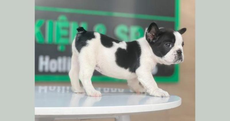 Bull Pháp Bò Sữa Và Trẻ Em