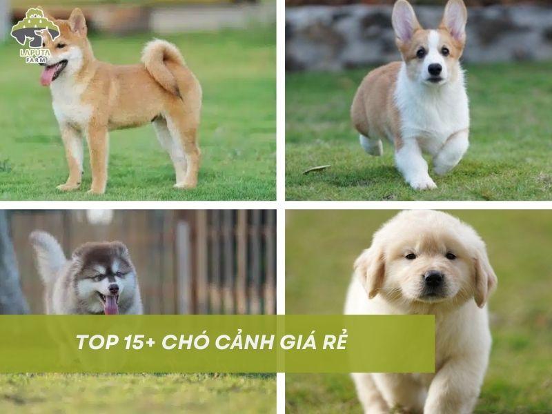 Các giống chó mini giá rẻ phổ biến