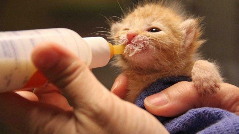 Các loại sữa thay thế phổ biến cho mèo con