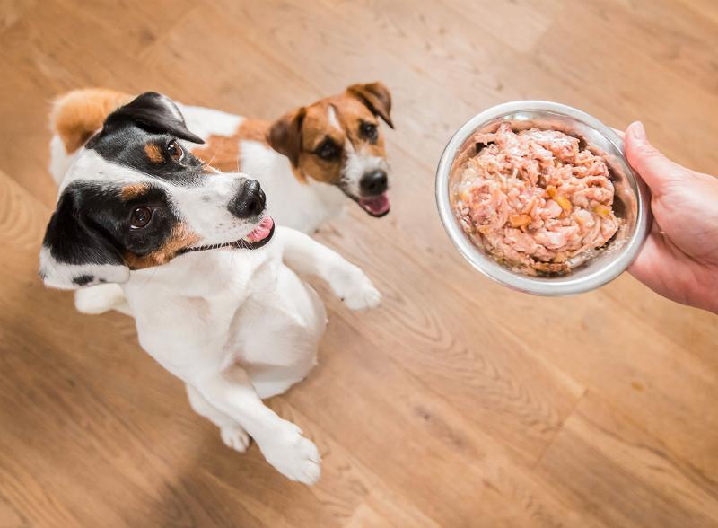 Cách bảo quản pate cho chó