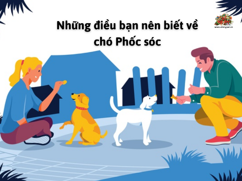 Câu Hỏi Thường Gặp Về Chó Phốc Sóc Mini