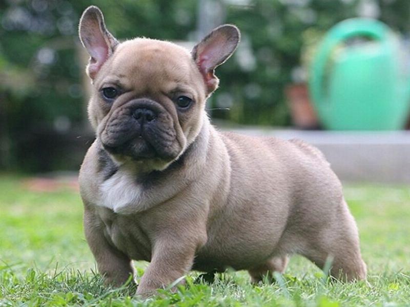 Chế độ dinh dưỡng chó Bull Pháp