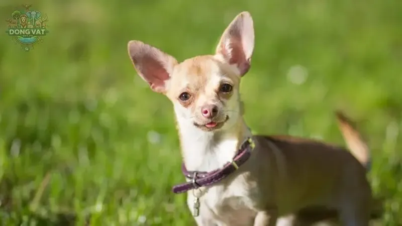 Chihuahua người bạn đồng hành