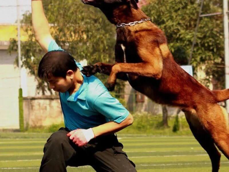 Chó Becgie Bỉ đang được huấn luyện