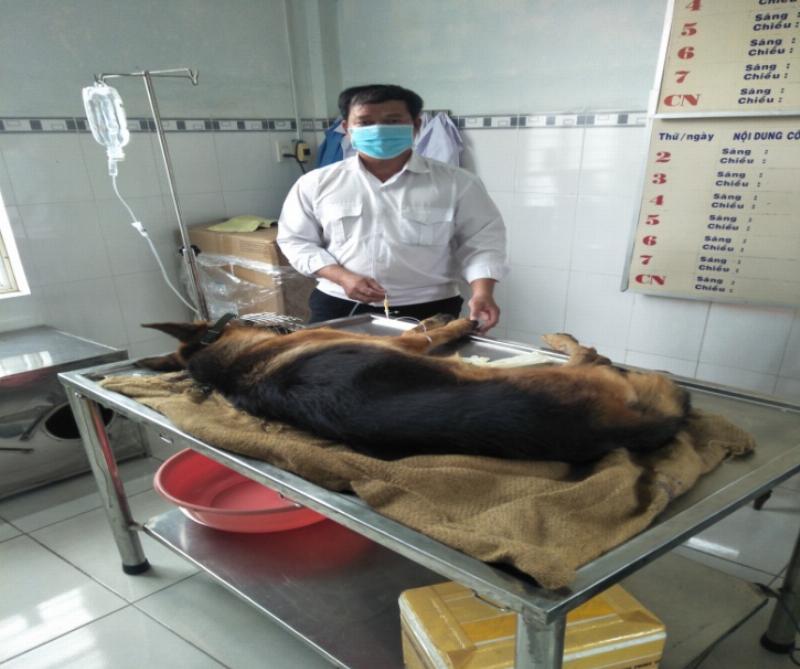 Chó bị tiêu chảy: Nguyên nhân