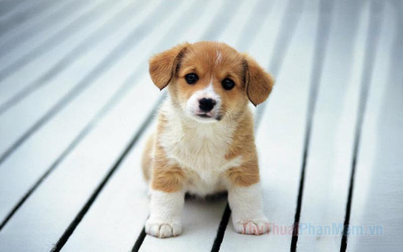 Hình ảnh Chó Corgi Con Đáng Yêu