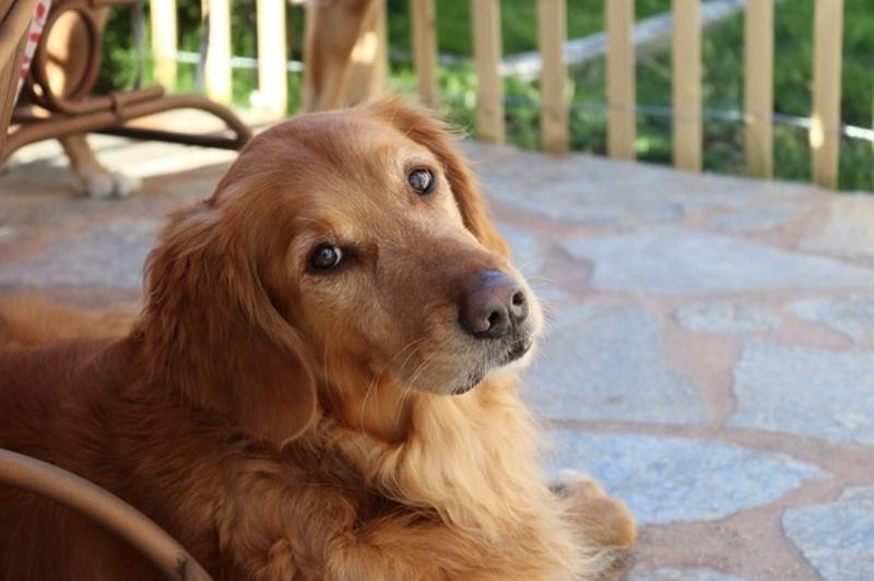Chó Golden Retriever ăn thức ăn