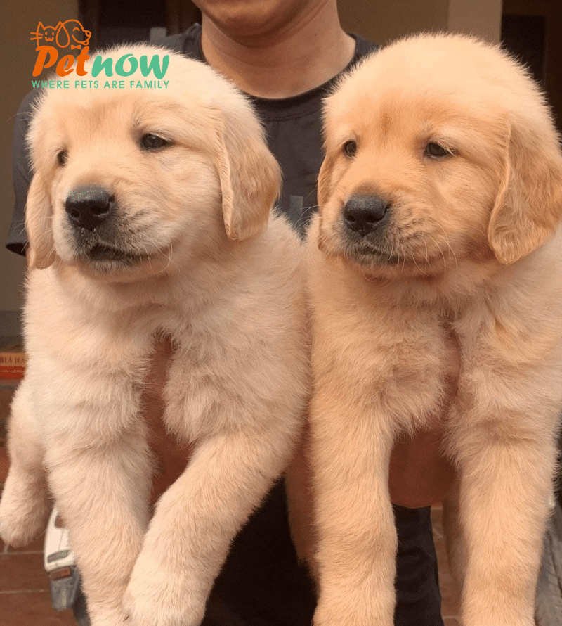 Chó Golden Retriever với bộ lông vàng óng