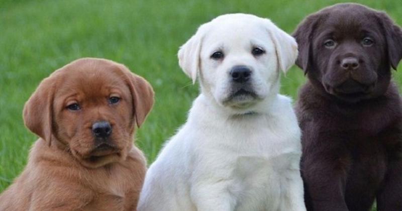 Chó Golden Retriever chơi đùa với trẻ em