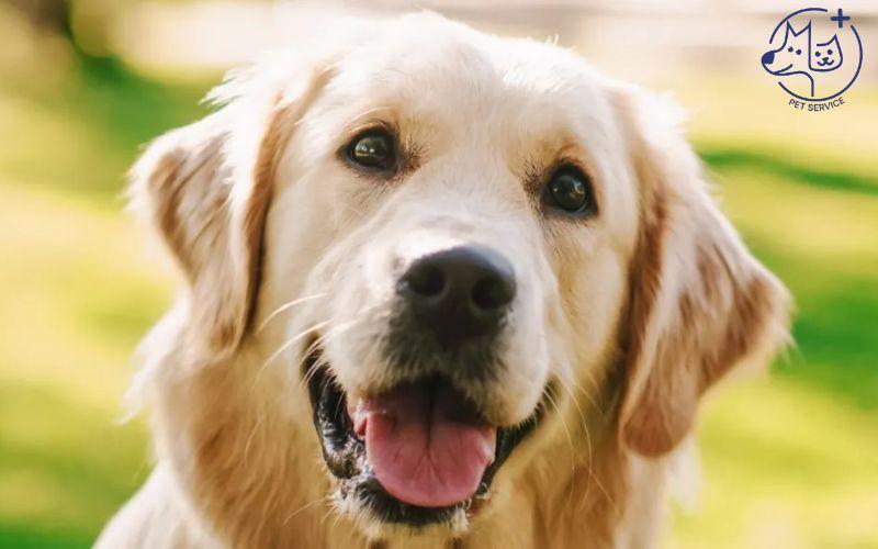 Chó Golden Retriever khám sức khỏe
