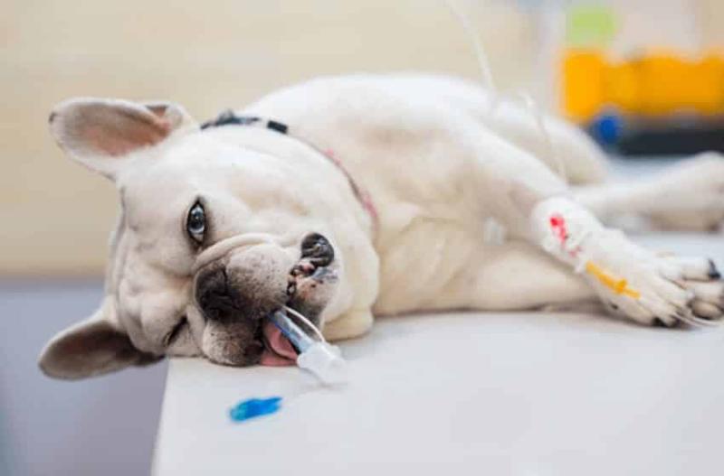 Giống chó Brachycephalic