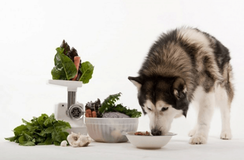 Chó Husky đang ăn thức ăn khô