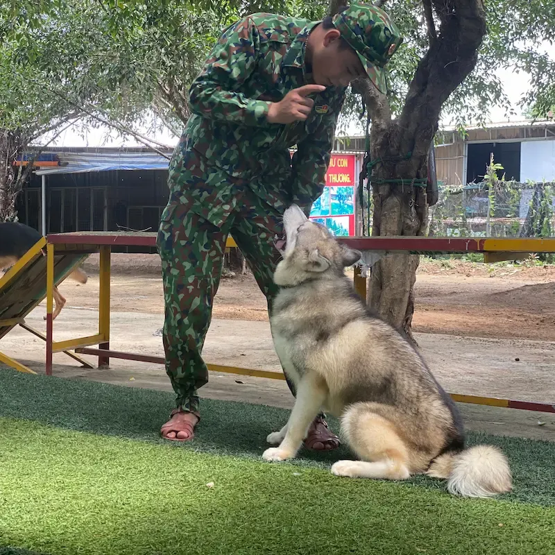 Chó Husky đang được huấn luyện