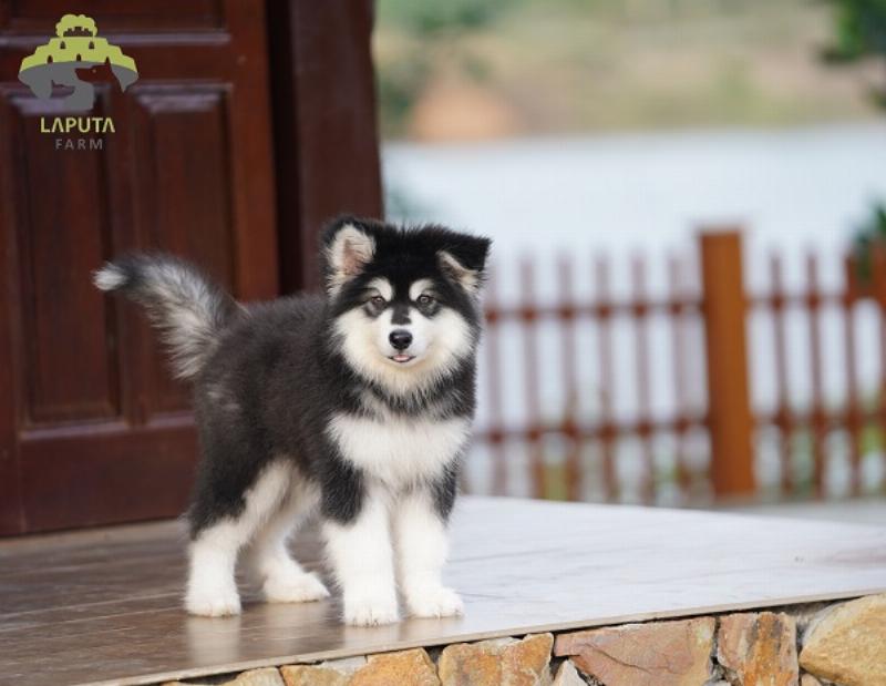 Môi Trường Sống Lý Tưởng Cho Chó Ngao Tây Tạng Trắng: Không Gian Rộng Rãi, Thoáng Mát