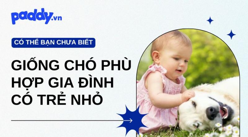 Chó Nhật Lùn Chơi Đùa Với Trẻ Em