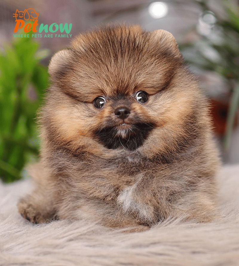 Hình ảnh Chó Phốc Sóc Mini Đáng Yêu
