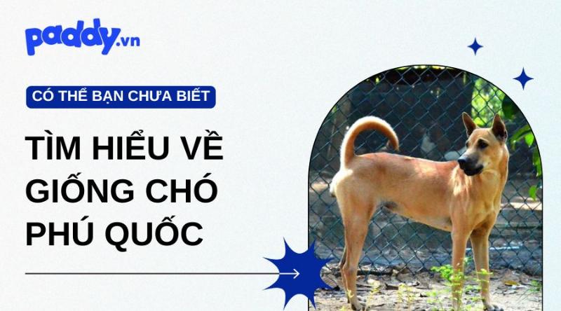 Chó Phú Quốc lai năng động