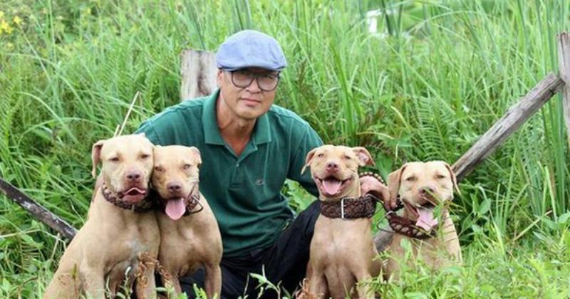 Chó Pitbull Chơi Đuổi Bắt