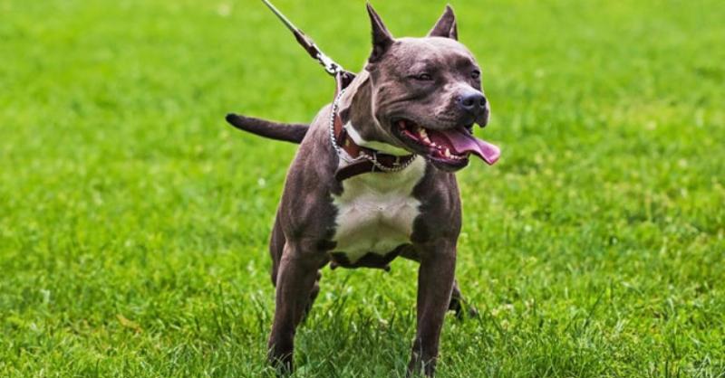 Chó Pitbull Kéo Tạ