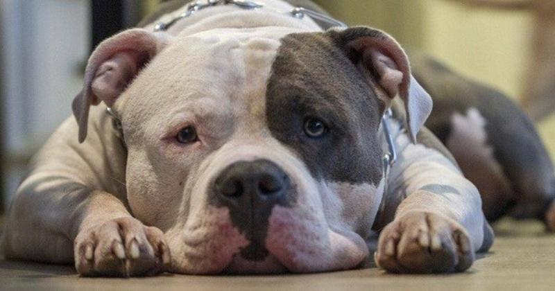 Chó Pitbull Khởi Động