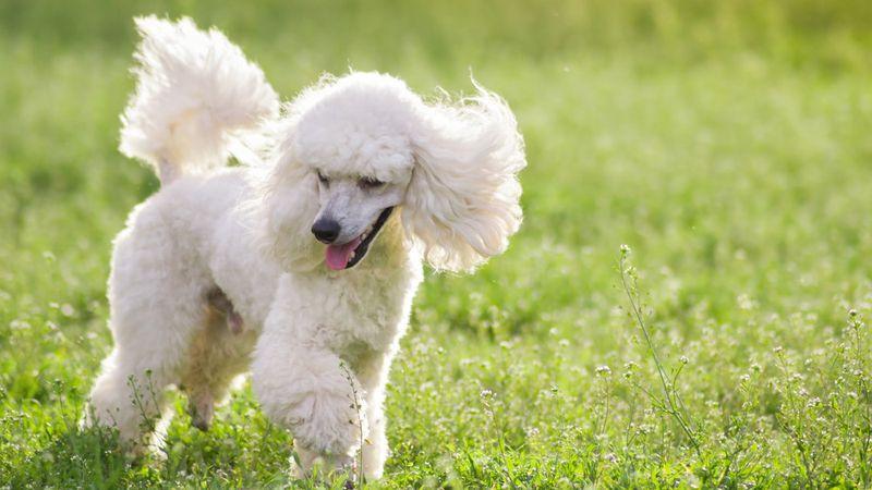 Chó Poodle Tiny: Huấn Luyện