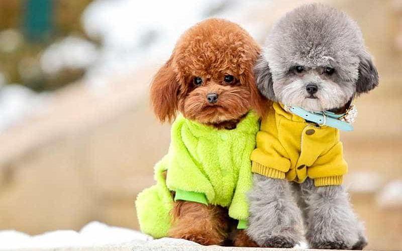Chó Poodle Tiny: Kích Thước và Ngoại Hình