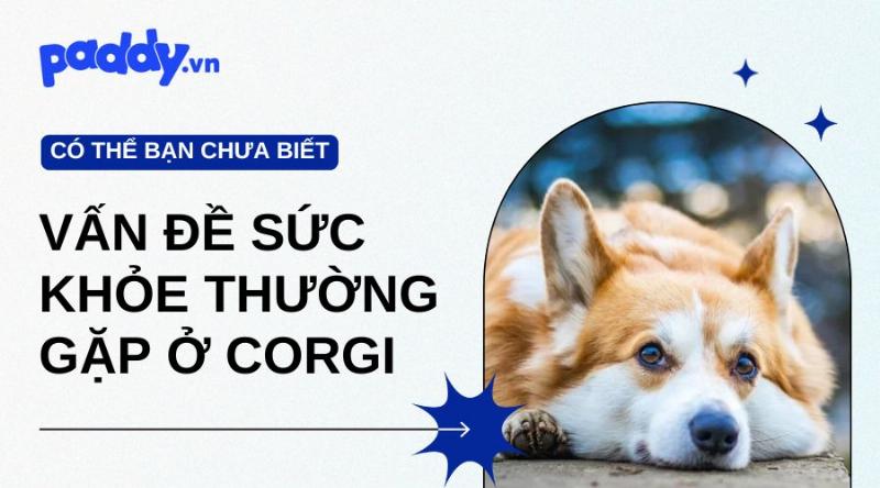 Chó Poodle Tiny: Vấn Đề Sức Khỏe