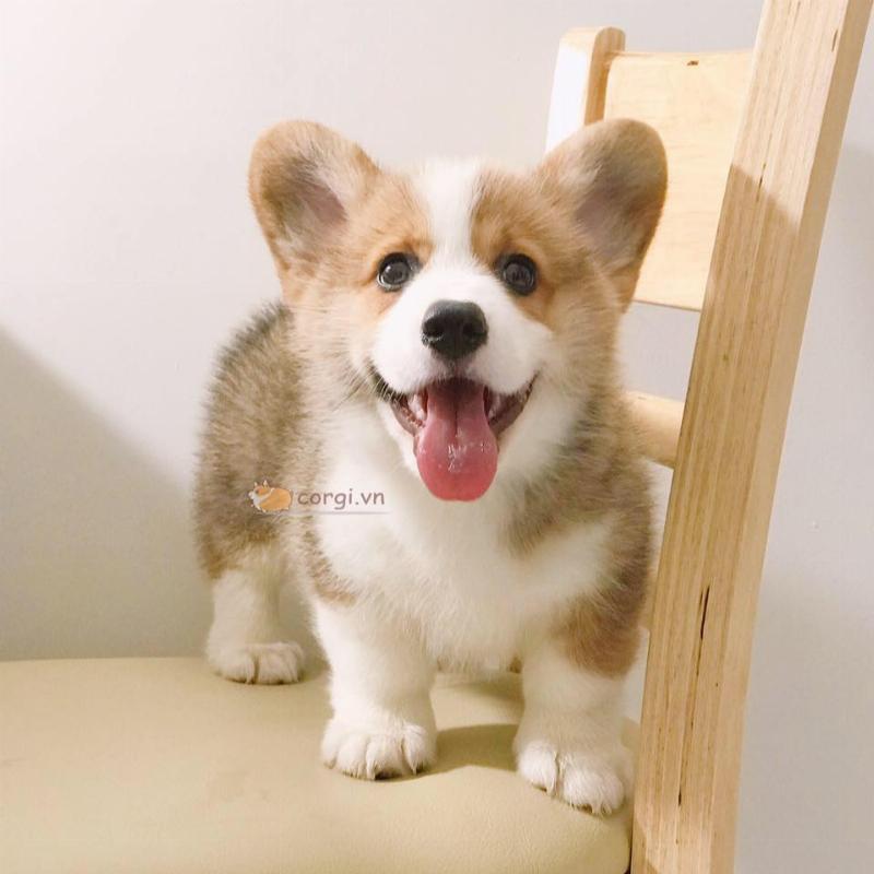 Chọn mua chó Corgi