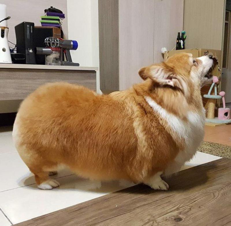 Chuẩn Bị Đón Chó Corgi Con Về Nhà