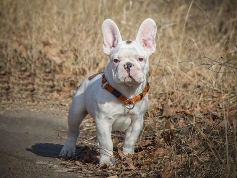 Đặc Điểm Bull Pháp Bò Sữa