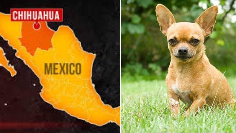 Đặc điểm ngoại hình chihuahua