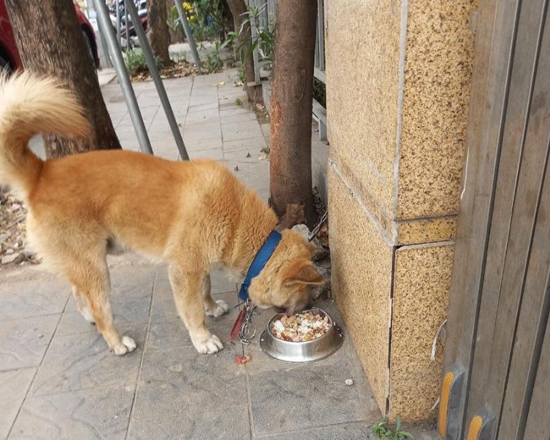 Hình ảnh minh họa việc dạy chó mèo đi vệ sinh vào ban đêm