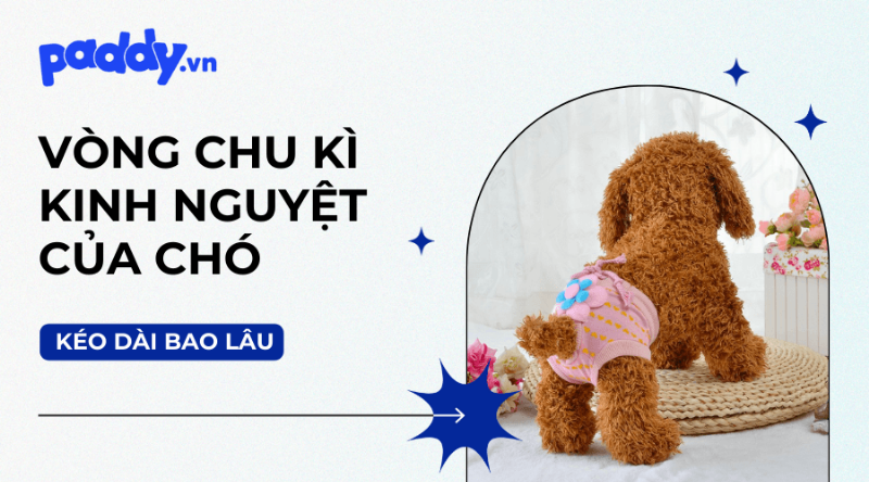 Giữ Vệ Sinh Cho Nhà Khi Chó Có Kinh