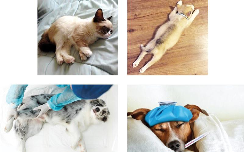 Hạ canxi đột ngột ở chó mèo
