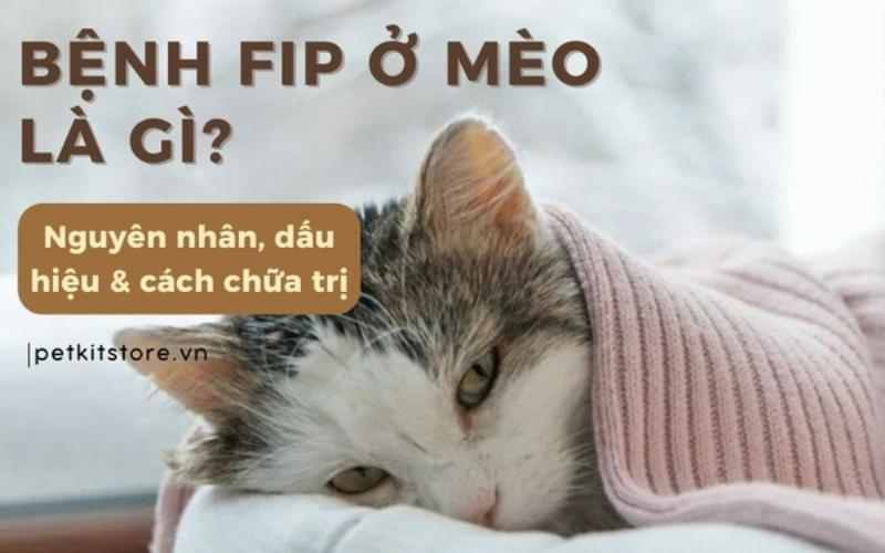 Hệ miễn dịch mèo và FIP