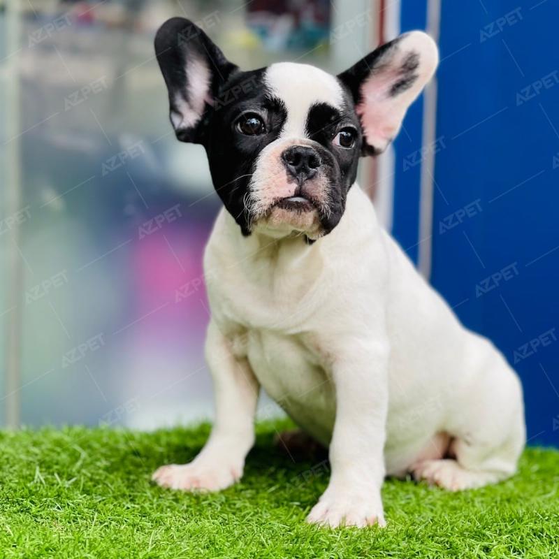Huấn Luyện Bull Pháp Bò Sữa