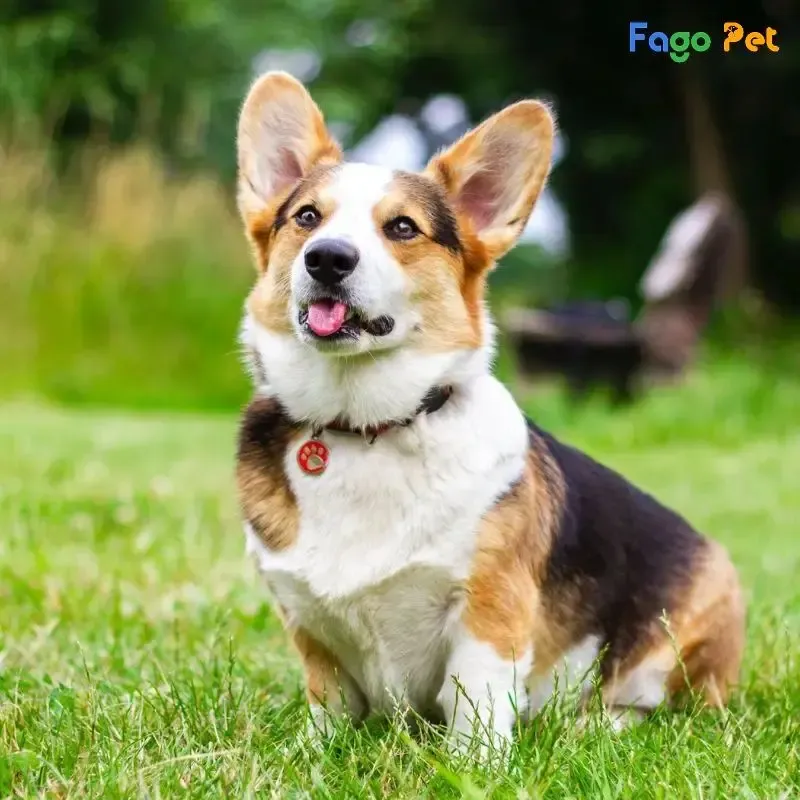 Huấn Luyện Chó Corgi Con