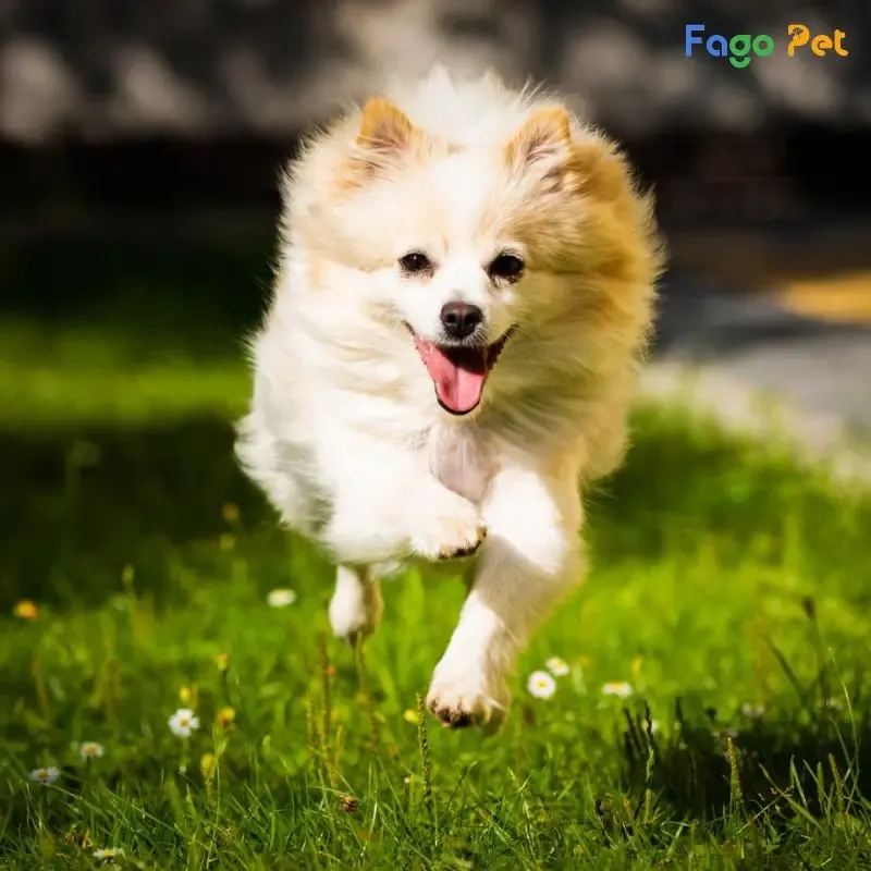 Huấn Luyện Chó Phốc Sóc Mini