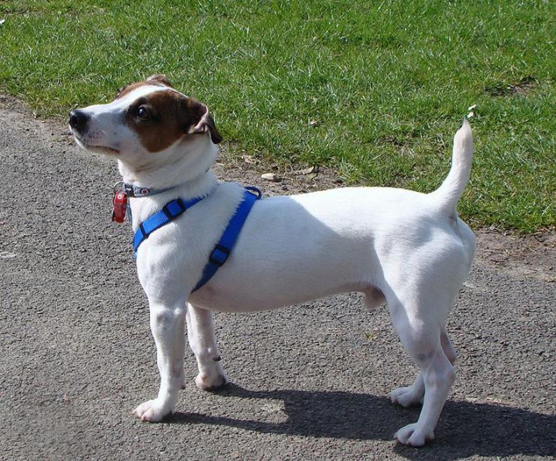 Jack Russell Terrier săn bắt