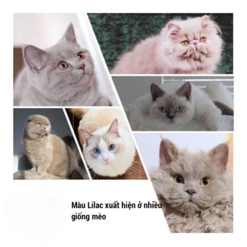 Mèo Anh Lông Dài Màu Lilac