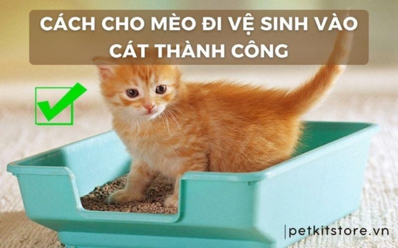 Mèo đang đi vệ sinh trong khay cát