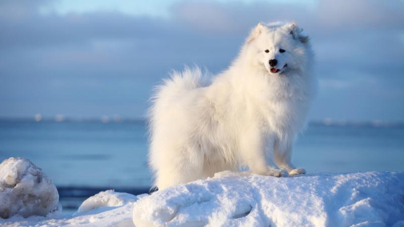Nguồn gốc Giống Chó Samoyed