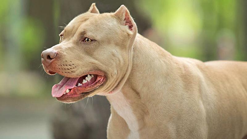 Thực Phẩm Bổ Sung Cho Pitbull